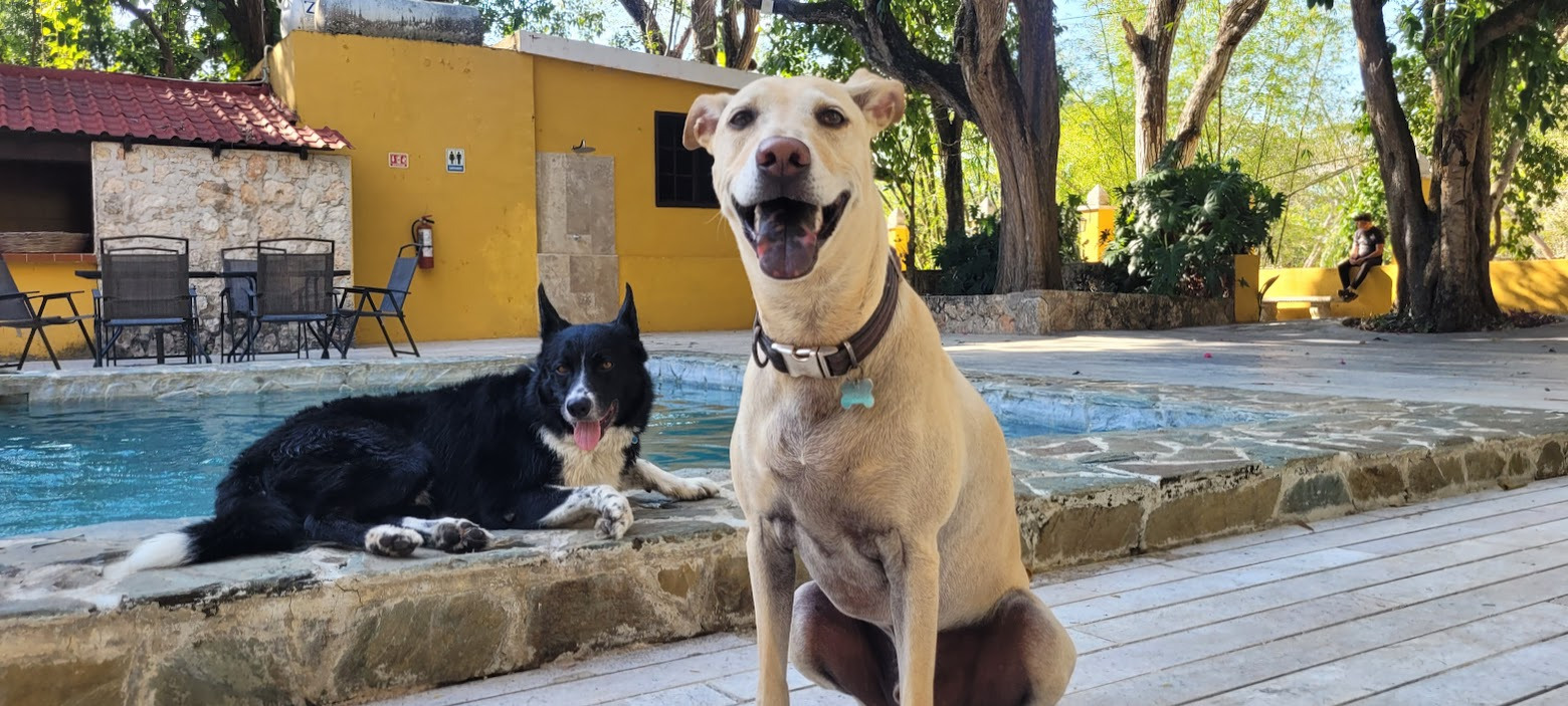 Bruno, a loving 6-year-old dog