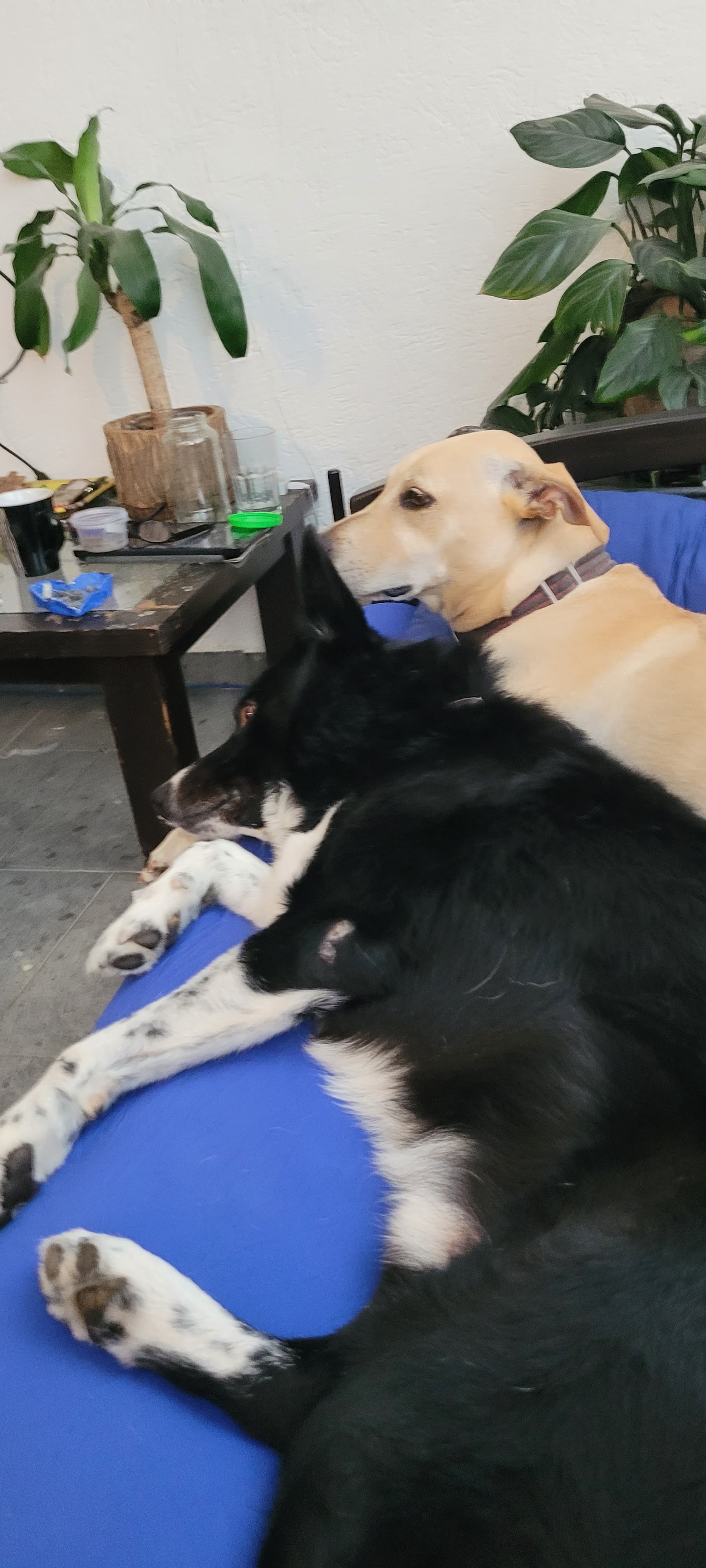 Bruno and Tatum close