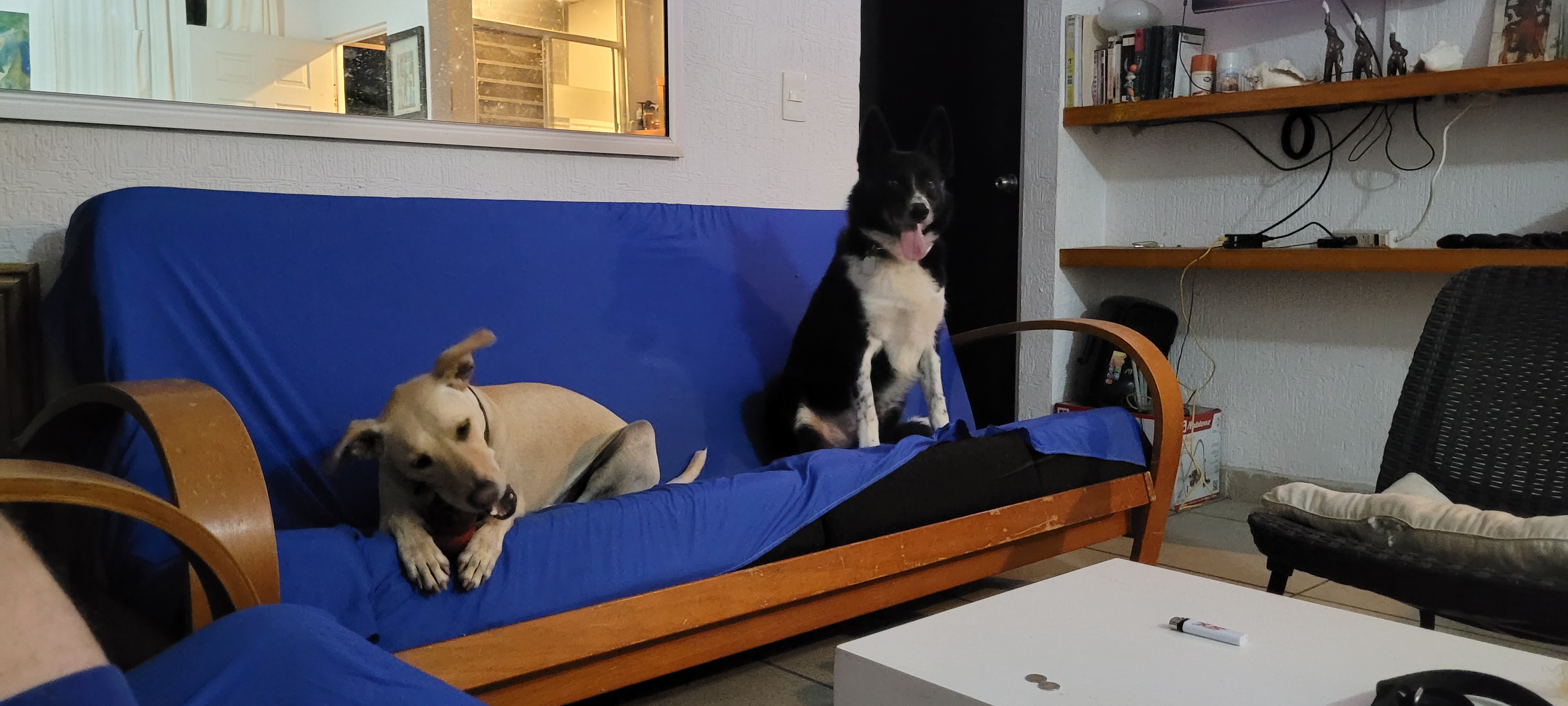 Bruno and Tatum on couch