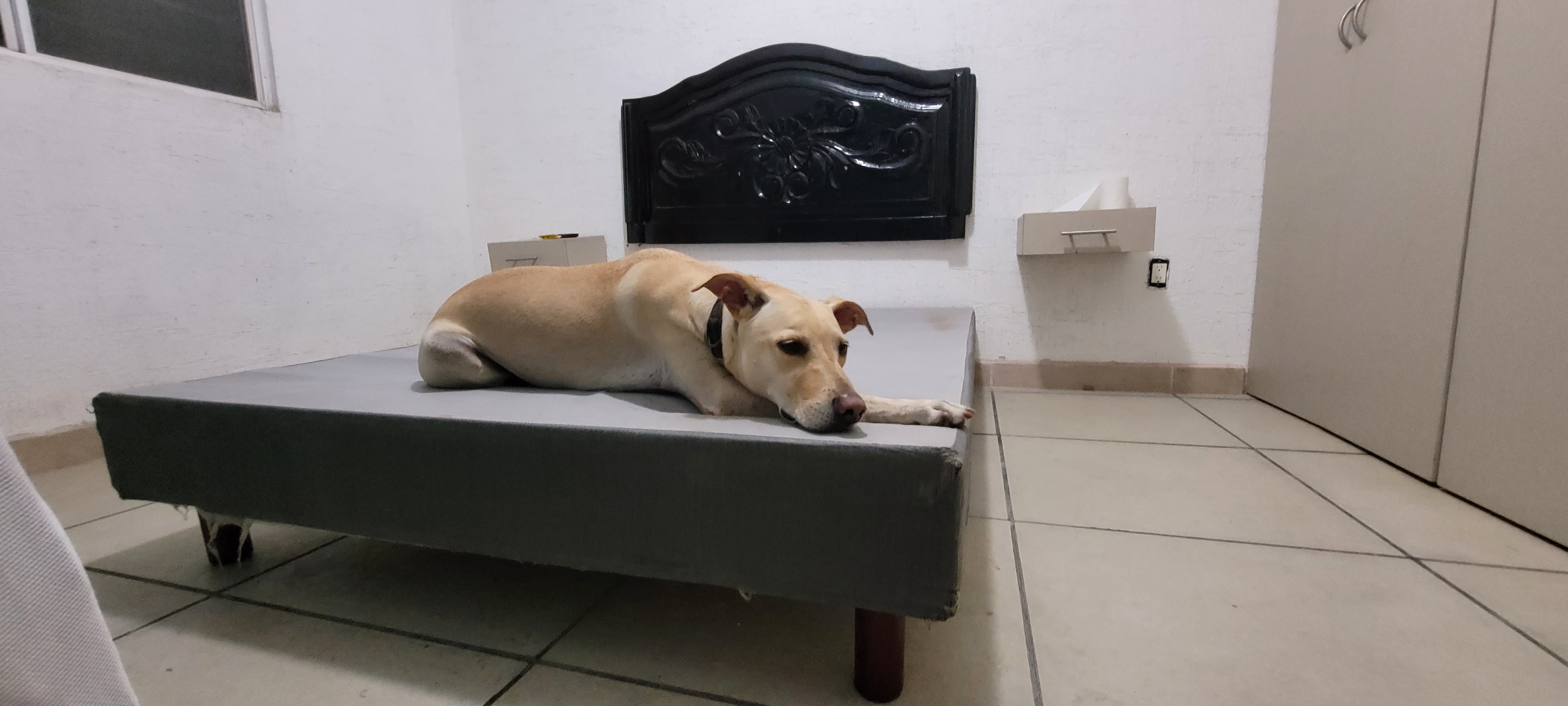 Bruno resting peacefully